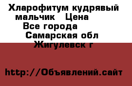 Хларофитум кудрявый мальчик › Цена ­ 30 - Все города  »    . Самарская обл.,Жигулевск г.